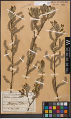 Foto von Salix cinerea L.